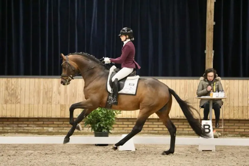 Finale Subli Competitie van Jumping Amsterdam naar Tolbert featured image