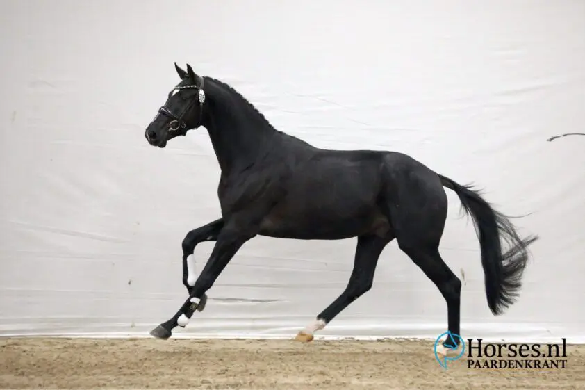 Red Rock, Phaff en Oberon bovenaan op Pavo Cup voorselectie Deurne featured image