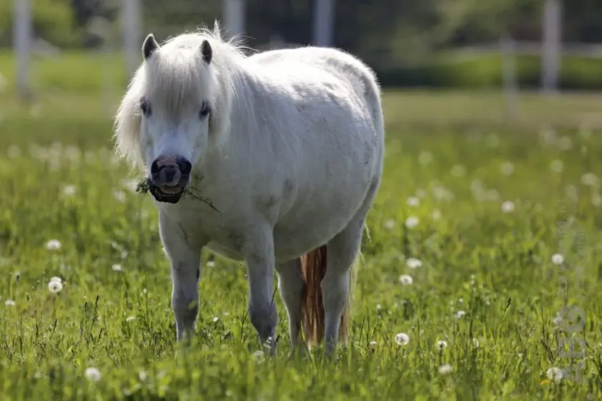 Paard & Voer: 10 tips om paard met overgewicht te laten afvallen featured image