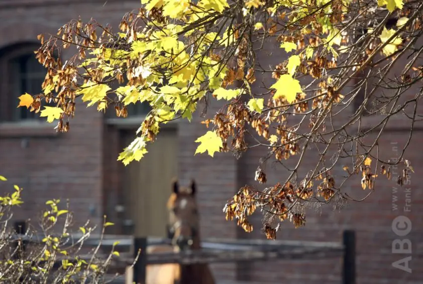 Paard & Voer: Voedingsrisico’s in het najaar featured image