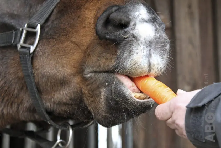 Sap, sla of toch vers? Hoe eten paarden hun wortels het liefst? featured image