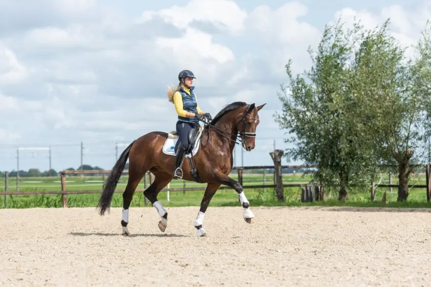 Paard & Voer: Van grote slungel naar bodybuilder featured image