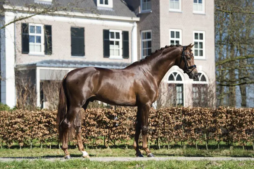 Pech voor Dutch Dream in Münster-Handorf: ‘Behoorlijk beschadigd’ featured image