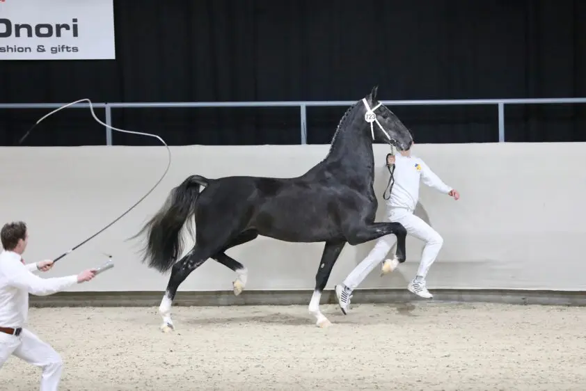 Idol-zoon Onana wint nieuwelingenklasse in Bennekom featured image