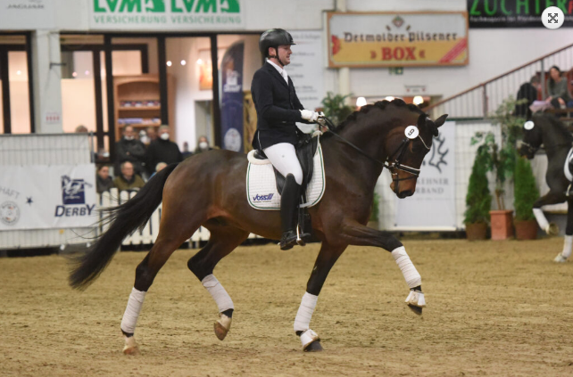 Trakehner Verband heeft er zes nieuwe hengsten bij featured image