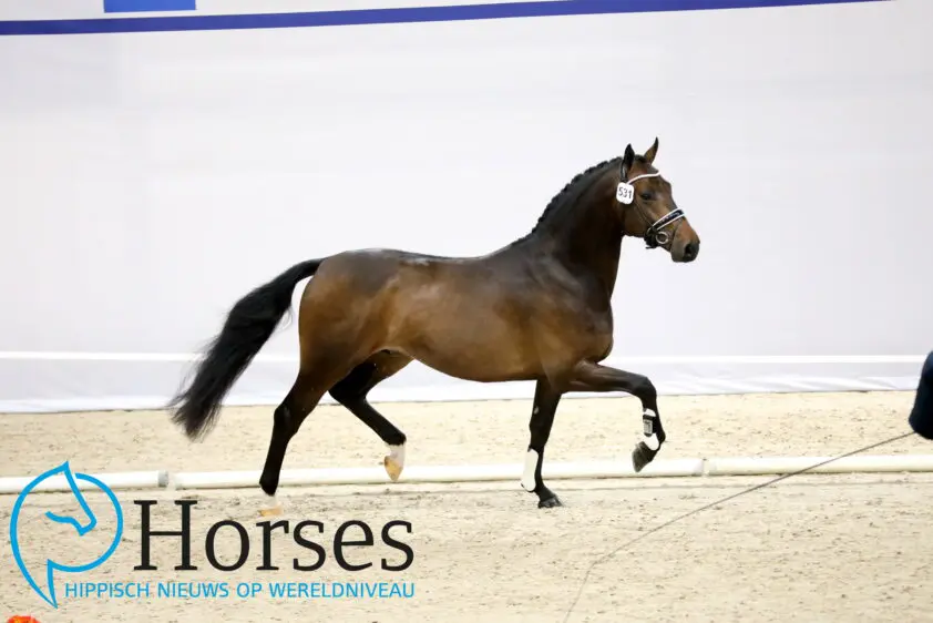 120.000 en 140.000 euro op KWPN Select Sale featured image