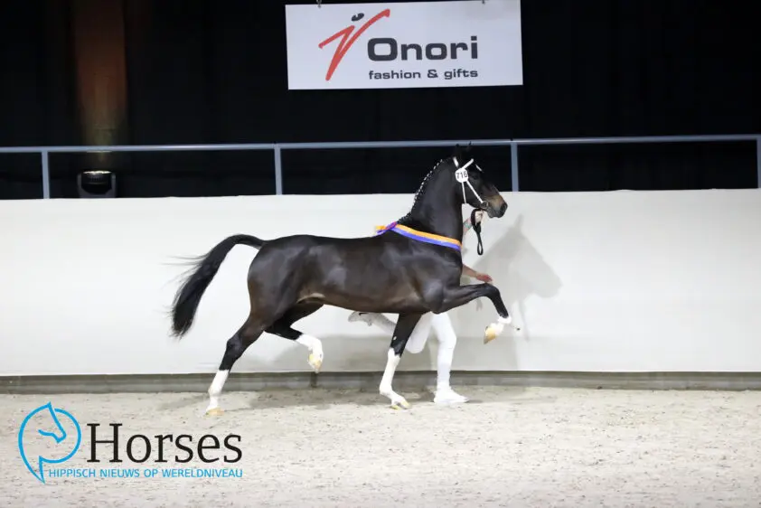 NTD: Oberon wint Hengstencompetitie, Magnifiek pakt Manno Trofee featured image