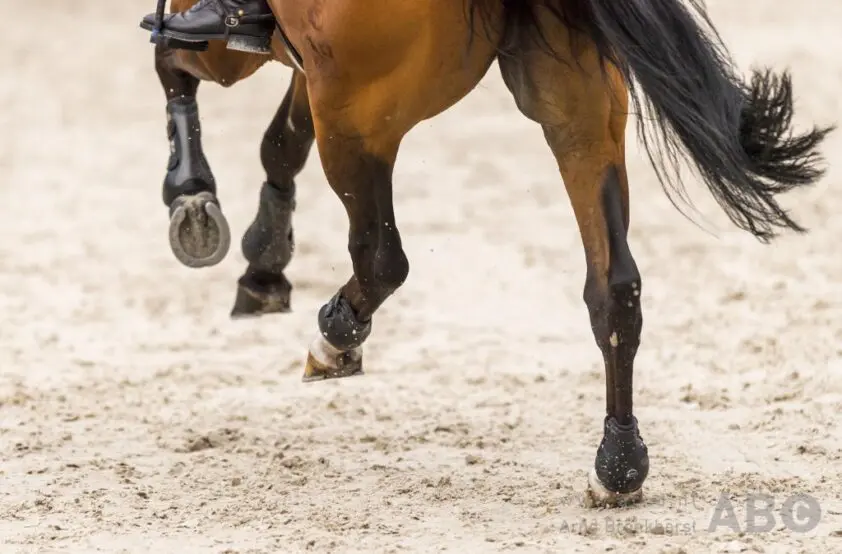 FN wil herziening GOT: ‘De toekomst van de paardensport staat op het spel’ featured image