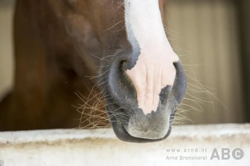 Nieuw onderzoek toont verband tussen speeksel en maagzweren￼ featured image