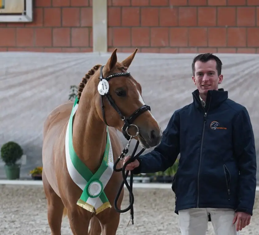 New Forest-hengst Wieberg’s Bon Jovi springkampioen van Rheinland featured image