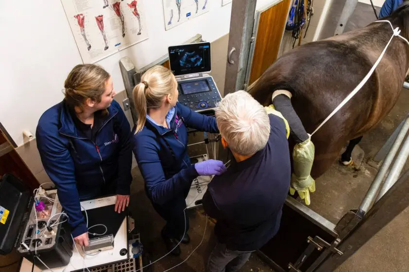 Team Dier-N-Artsen is expert in voortplantingstechnieken featured image