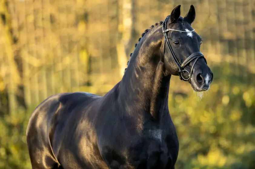 Negro aan kop van door KWPN-hengsten gedomineerde USEF Dressage Sires Ranking featured image