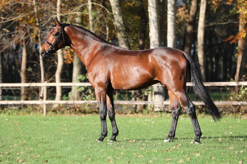 Vier Koningsdag met hengsten van De Watermolen featured image
