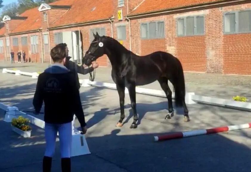 Britse en Franse selectie voor WK Jonge Dressuurpaarden featured image