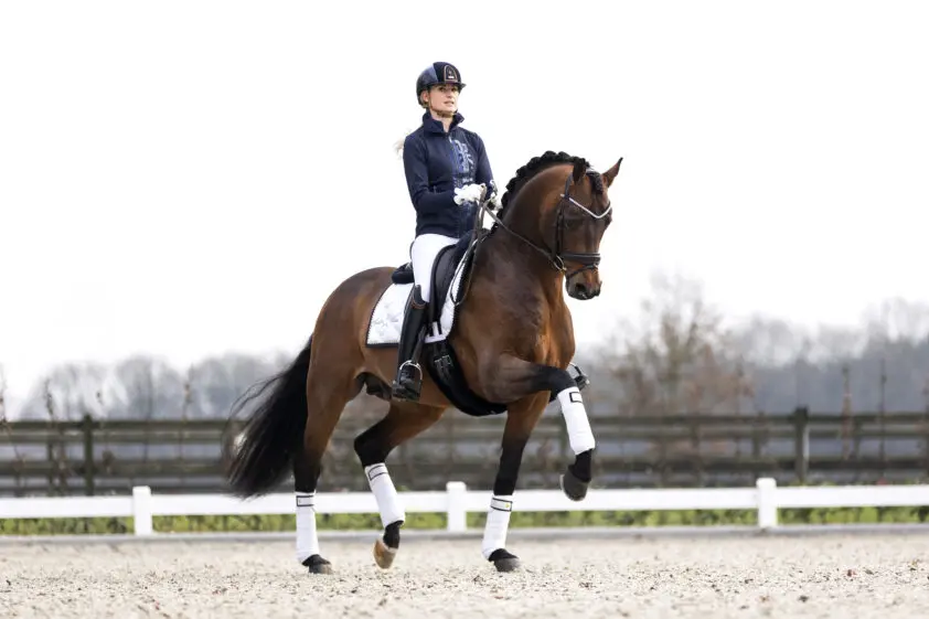 16 april: Open dag & Hengstenshow bij Reesink Horses in Eibergen featured image