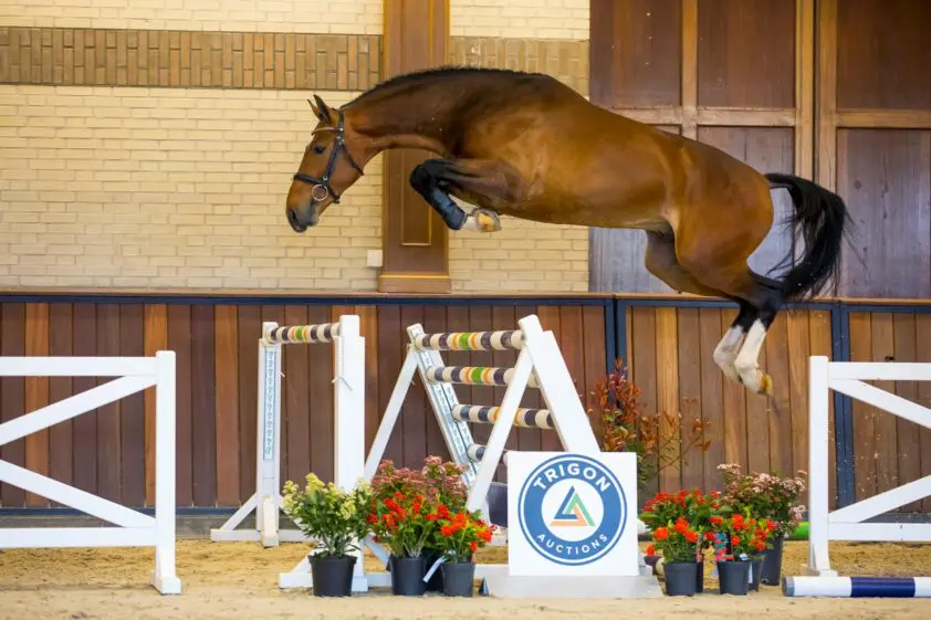 De lente is begonnen bij Trigon Auctions! featured image