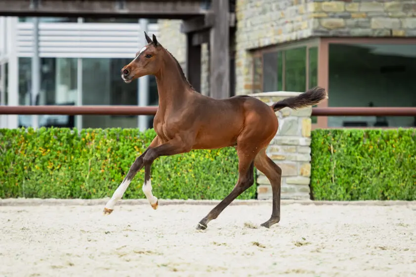 Neefje van Hamburg GP-winnaar Dominator in Trigon Auctions featured image