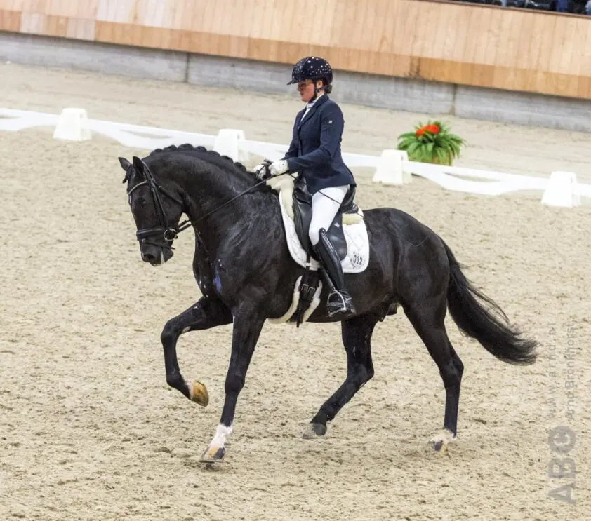 KWPN-hengst Indigro duikt in Groot-Brittannië op onder Andrew Gould featured image