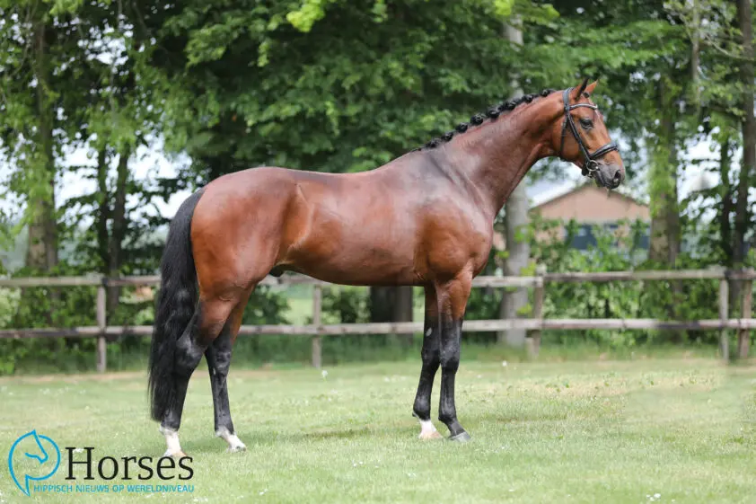 O’Toto-zoon Toptoto E kampioen op Van Uytert-Breeders Meeting featured image