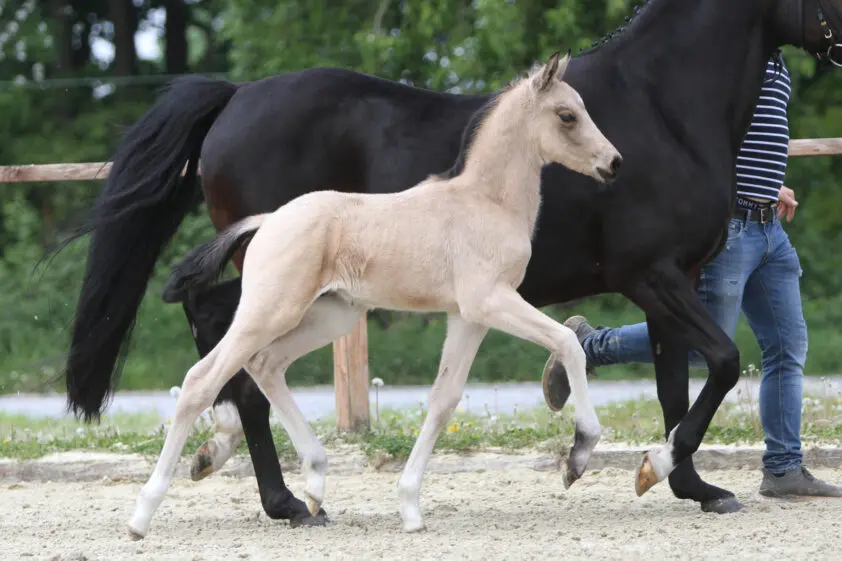 Veiling Ponyforum GmbH: 9.500 euro voor hengstveulen van FS New Chance featured image