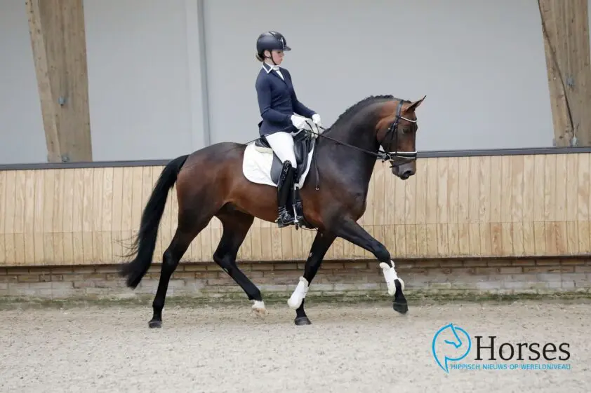 Slechts vier dressuurhengsten richting examen, vierjarige Nasdaq doorverwezen featured image