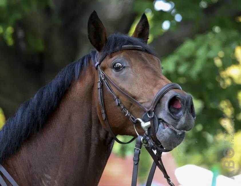 Onderzoekers koppelen gezichtsuitdrukking paarden aan staat van zijn featured image