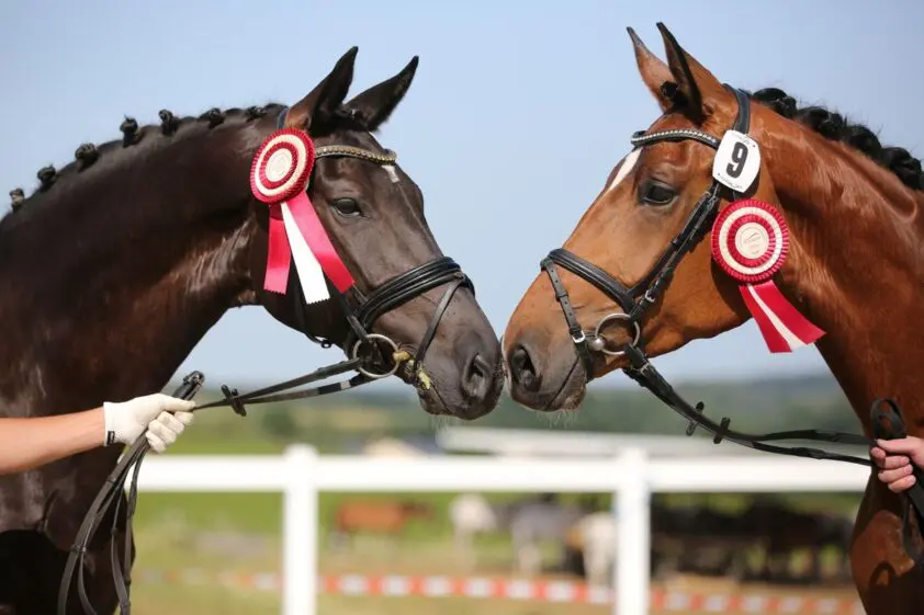 Millennium drukt stempel op Stutenchampionat Sachsen-Thüringen featured image