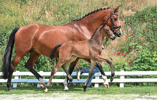 Trakehner Fohlenauktion: 35.000 euro voor zoon en kleinzoon van Millennium featured image