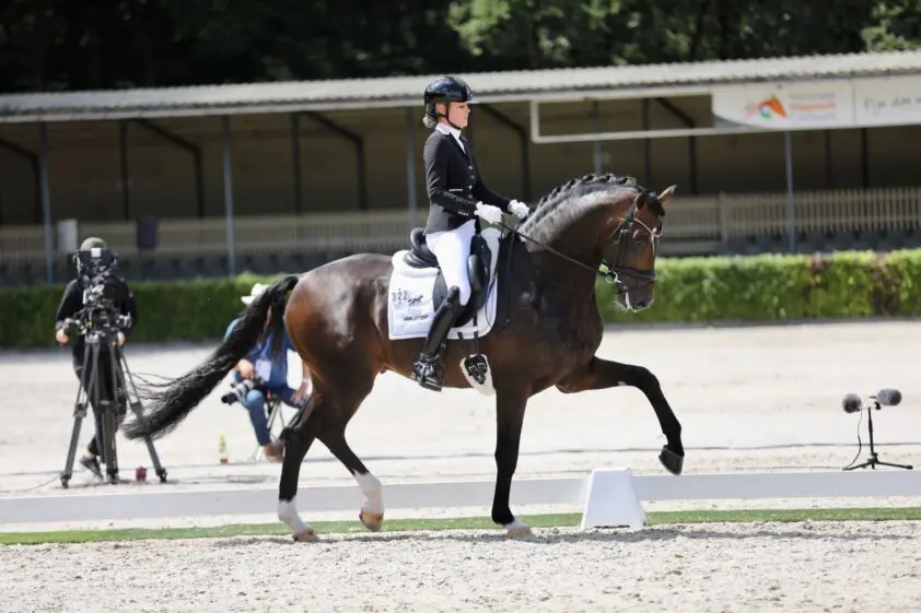 KWPN Online Veiling: Slechts vijf veulens over de 4.000 euro featured image