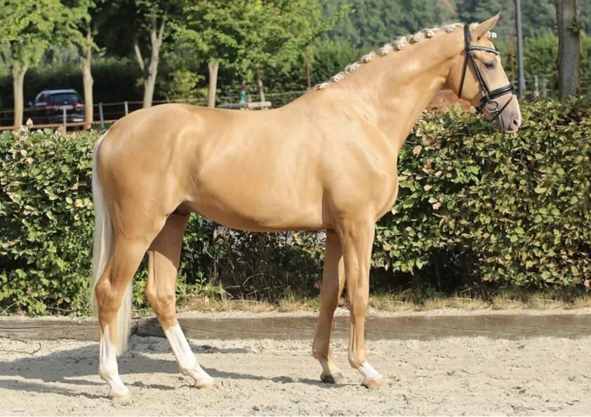 60.000 euro voor tweejarige palominohengst bij Sandbrink featured image