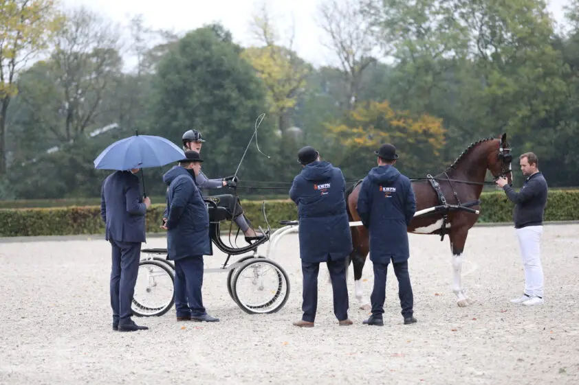 KWPN start pilot met reguliere en alternatieve Tuigpaarden-IBOP featured image