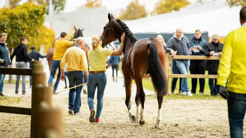 Voorselectie HK Hannover: Diacontinus hoofdleverancier featured image