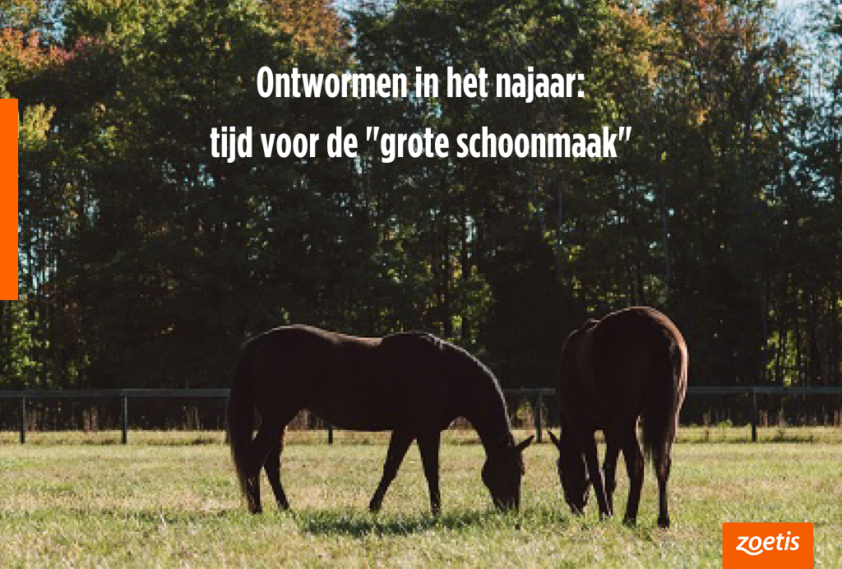Hoe uw paard beschermen tegen kleine rode bloedwormen? featured image