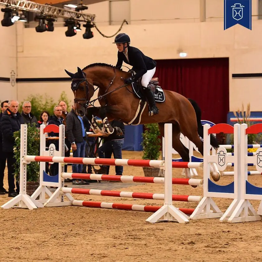 Vier hengsten goedgekeurd op Holsteiner Herbst-Event featured image