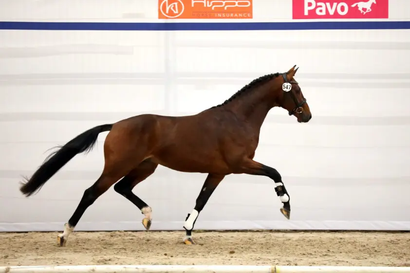 Eerste bezichtiging dag 1: 15 hengsten door op wisselende en soms verrassende eerste dag featured image