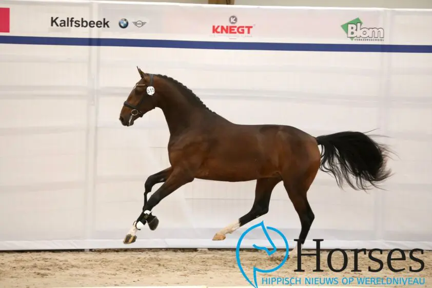 Secret x Lusitano volgens reglement ongeldig doorverwezen, toch door featured image