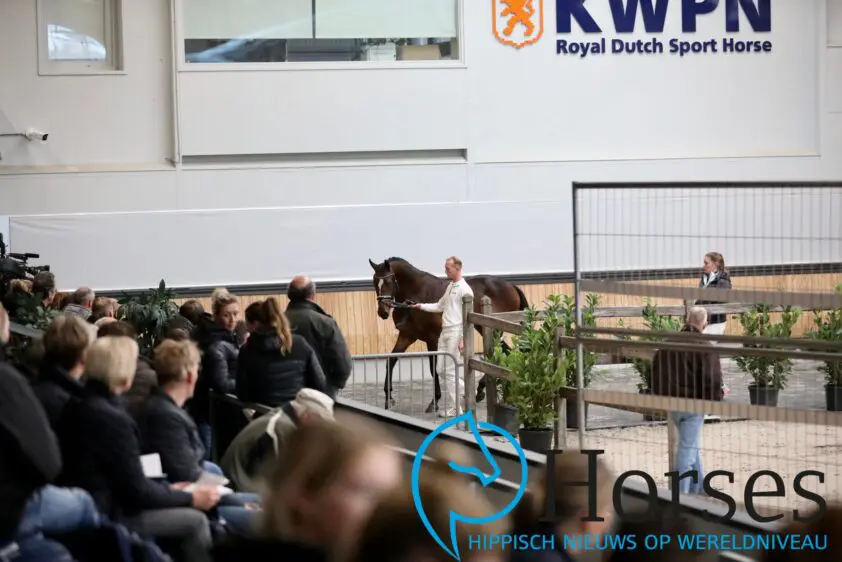 Nakeuring KWPN hengstenselectie featured image