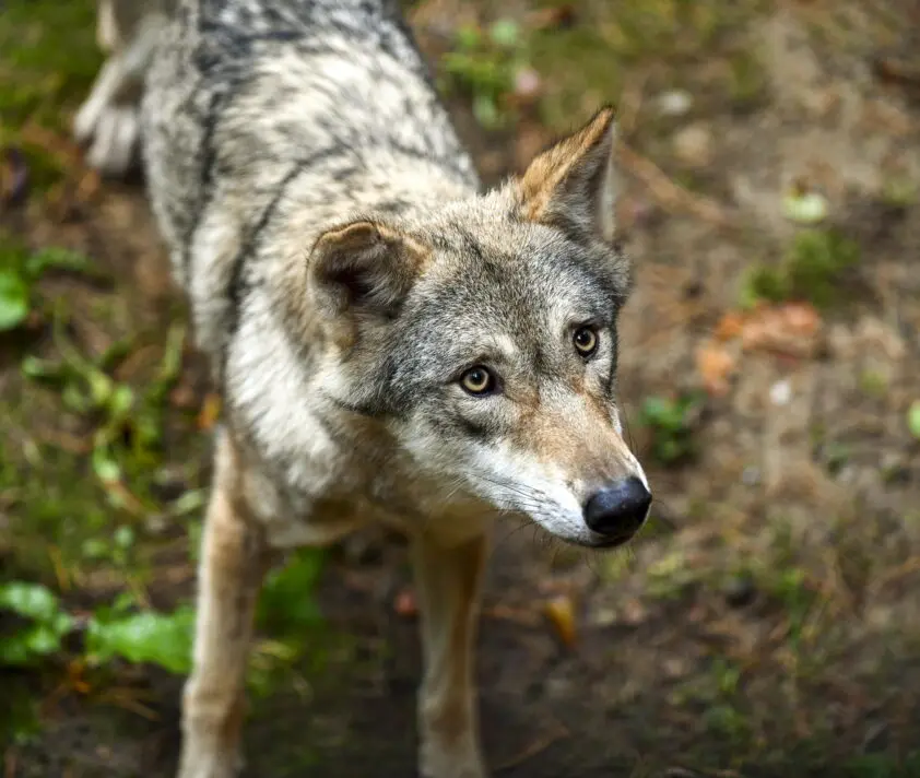 Horses organiseert webinar over ‘De wolf en de paardensector’ featured image