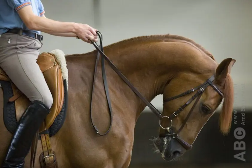 Meta-studie: Achter de loodlijn is negatief voor welzijn paard featured image