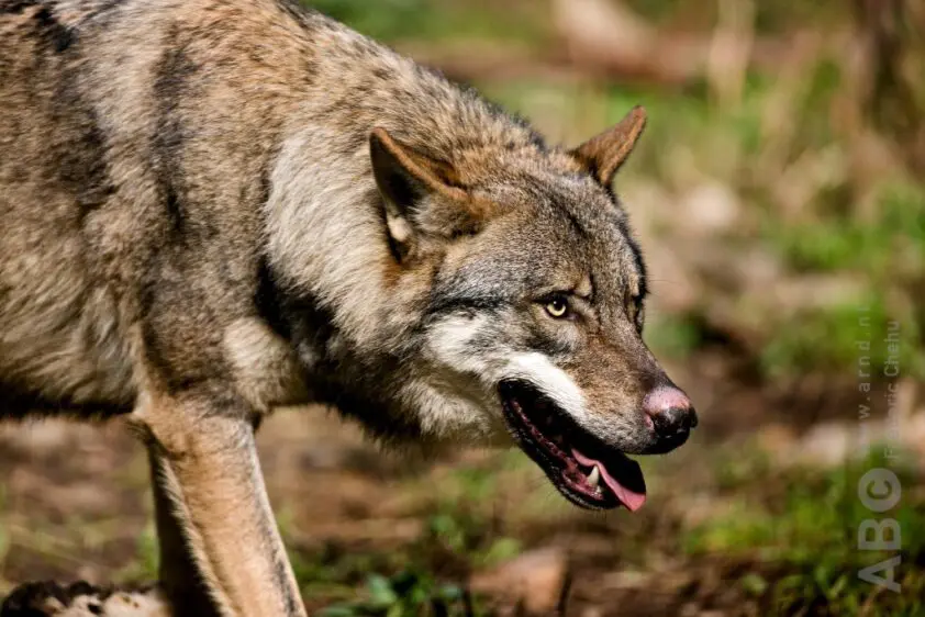 Burgemeester heeft geen spijt van doodschieten wolf featured image