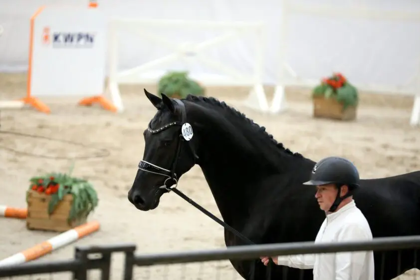 Is helmverplichting voor voorbrengers goed plan? featured image