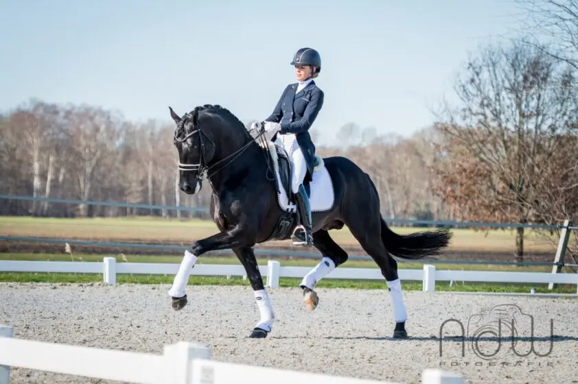 Vai Bruntinks Grand Prix-paard Ebony verkocht featured image