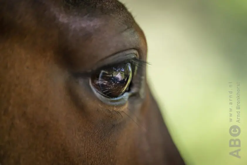 Tweede Kamer scherpt wet tegen dierenmishandeling aan featured image