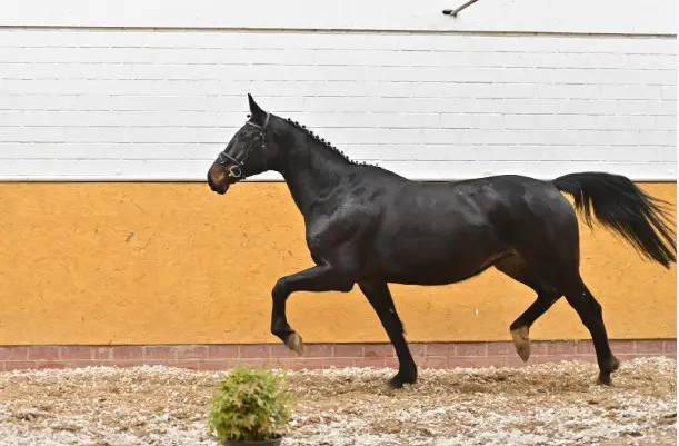 PS Online: Chacco-Blue levert veilingtopper, vijf paarden naar Nederland featured image