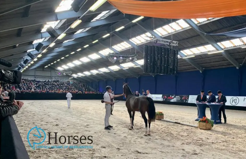 Twee tuigpaardhengsten aangemeld voor herkeuring featured image