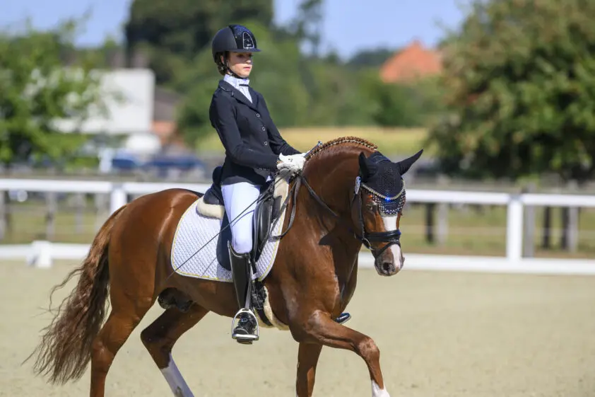 Neverland WE en FS Next Diamond kampioenen op Bundeshengstschau Sportponys featured image