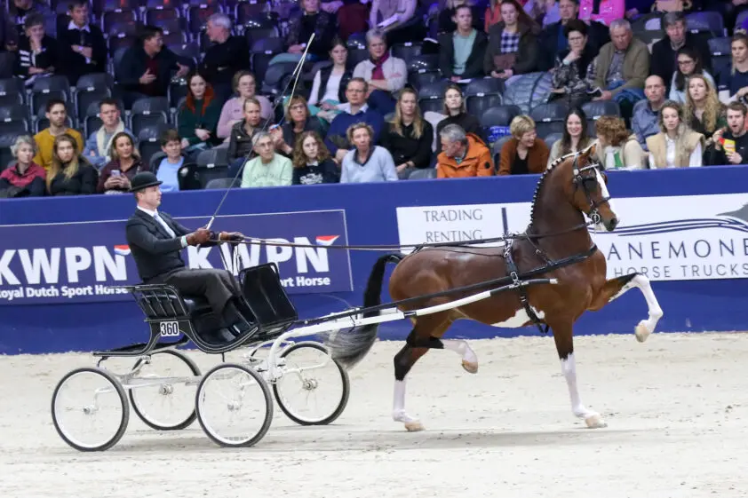 CK Tolbert: Kampioenen van Olympus HS (2), Magnifiek, Cizandro en Macho featured image