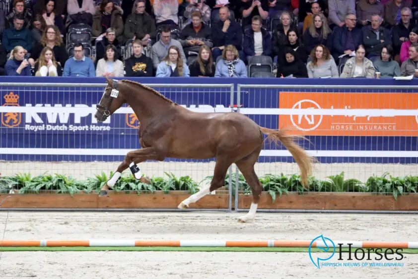 Secret x Apache premiehengst naar koper uit Frankfurt featured image