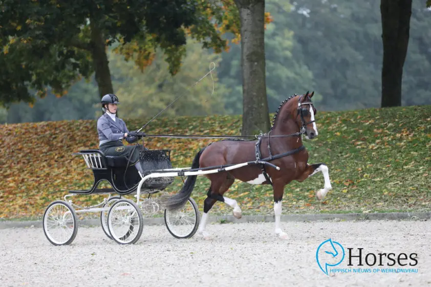 KWPN-tuigpaardhengst Olympus HS kampioen zes- en zevenjarigen featured image