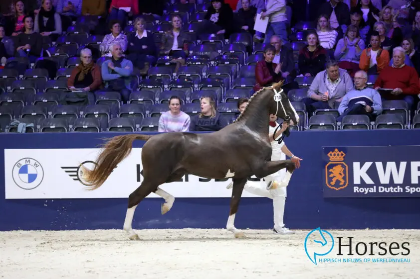In Beeld: Aangewezen tuigpaardhengsten featured image